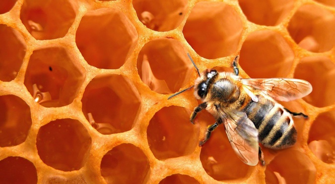 Las abejas y su miel