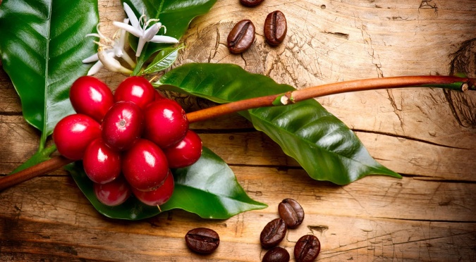  Costa Rica: Declaración del café como símbolo nacional