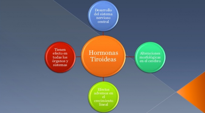 Las Hormonas Tiroideas 