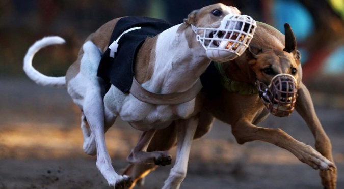 Chile: en debate la prohibición de carreras de perros